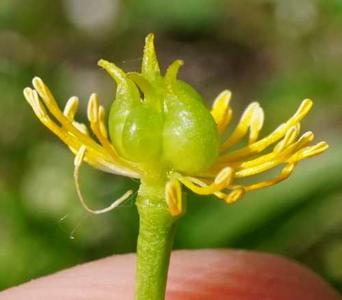 Image of Ranunculus hybridus by (c) Patrick Hacker, some rights reserved (CC BY)