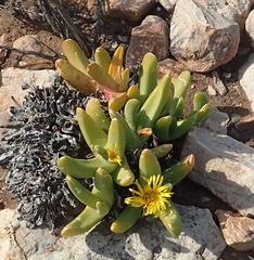Glottiphyllum regium