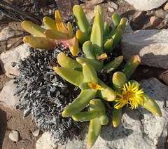 Glottiphyllum regium