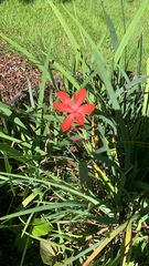 Freesia laxa