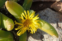Glottiphyllum regium