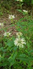 Monarda stipitatoglandulosa