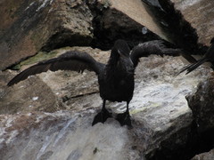 Nannopterum brasilianum