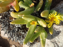 Glottiphyllum regium