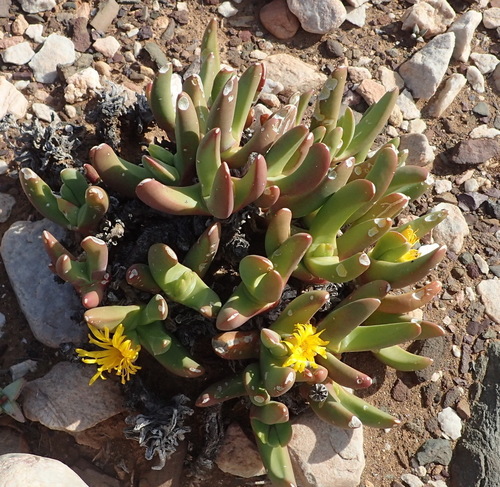 Image of Royal Tonguefig (Glottiphyllum regium) by (c) Nicola van Berkel, some rights reserved (CC BY-SA)