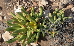 Glottiphyllum regium