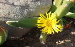 Glottiphyllum regium