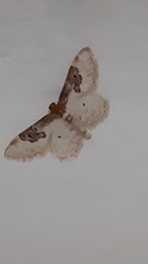 Idaea mustelata