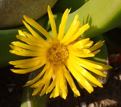 Glottiphyllum regium