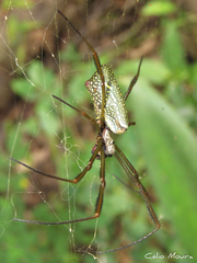 Trichonephila clavipes