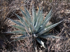 Agave simplex