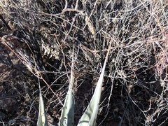 Agave simplex