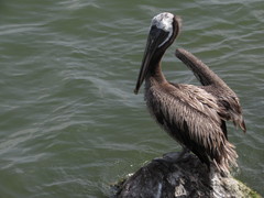 Pelecanus occidentalis