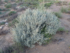 Manochlamys albicans