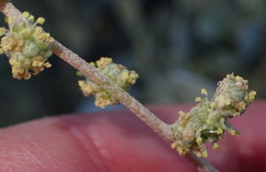 Manochlamys albicans