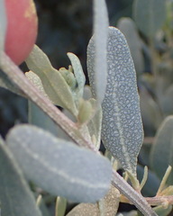 Manochlamys albicans