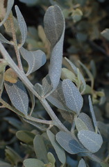 Manochlamys albicans