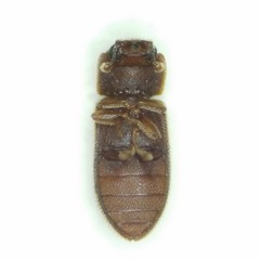 Colydiinae