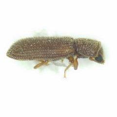 Colydiinae