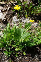 Ranunculus hybridus