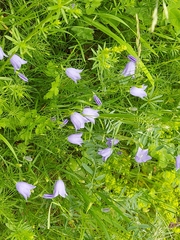 Campanula rotundifolia