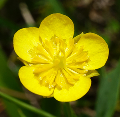 Ranunculus hybridus