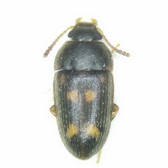 Mycetophagidae