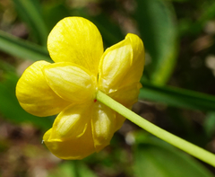 Ranunculus hybridus
