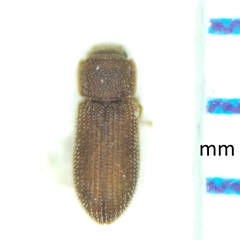 Colydiinae