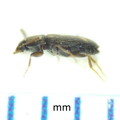 Mycetophagidae