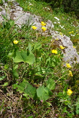 Ranunculus hybridus