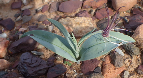 Image of Ornithoglossum undulatum by (c) Nicola van Berkel, some rights reserved (CC BY-SA)
