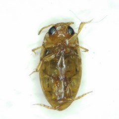 Neobidessus pullus