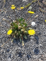 Agoseris apargioides