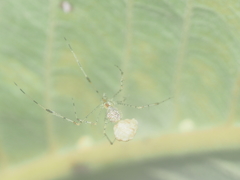 Meotipa spiniventris