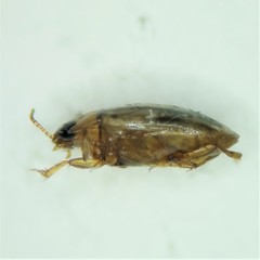 Neobidessus pullus