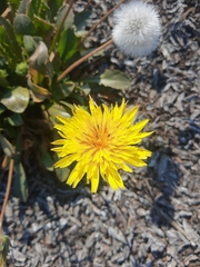 Agoseris apargioides