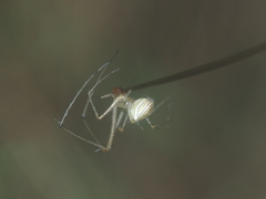Tylorida striata