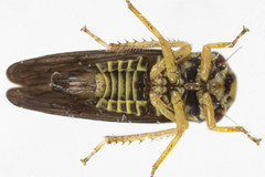 Oncopsis variabilis