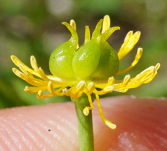 Ranunculus hybridus