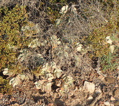 Crassula arborescens