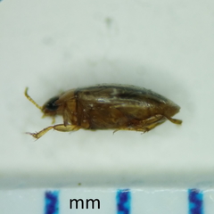 Neobidessus pullus
