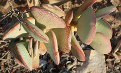 Crassula arborescens