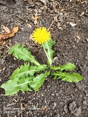 Taraxacum officinale