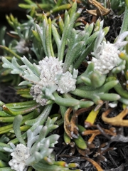 Euryops othonnoides