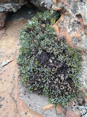 Euryops othonnoides