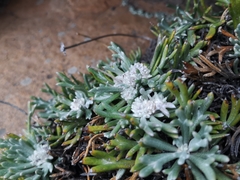 Euryops othonnoides