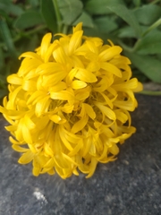 Angiospermae