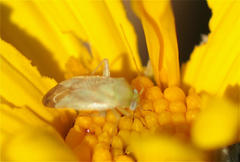 Taylorilygus apicalis