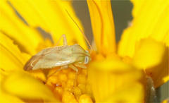 Taylorilygus apicalis